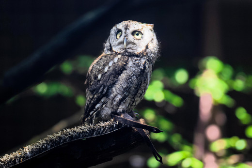 �1756596 �������(a): ����������:3700x2464